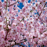 【2022年度版】日本全国おすすめな桜の名所ランキングベスト10