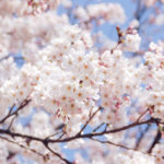 東京近郊でおすすめの桜の名所3選！八王子・あきる野・千葉エリア